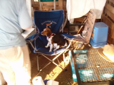 A Beagle at Kane County Fair.JPG