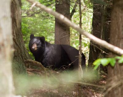 Adult Black Bear