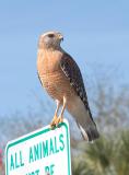Red-shouldered Hawk Perched on Sign