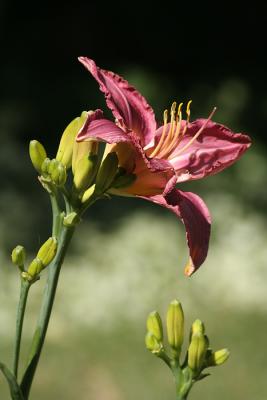 Daylily