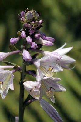 Hosta flower