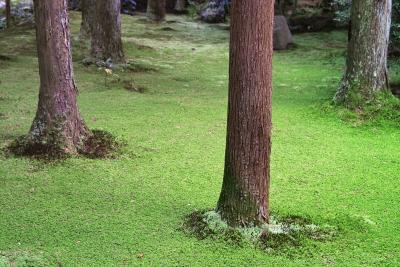 Green carpet