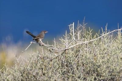 Three Rare Corsican Bird Shots