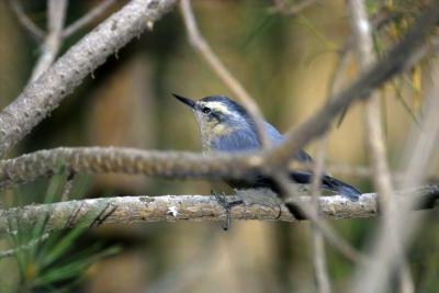 Blue bird