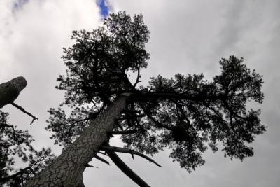 Monochrome Tree