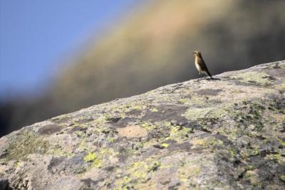 Bird on rock