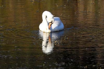 Self-Questioning Swan