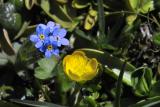 Forget me not and yellow friend