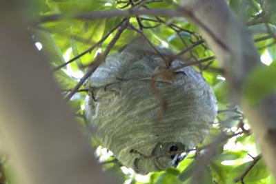 Bee_nest.jpg