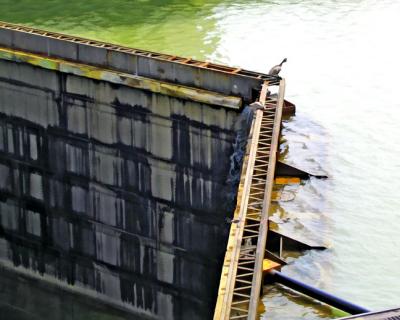 Three Birds - Miraflores Locks
