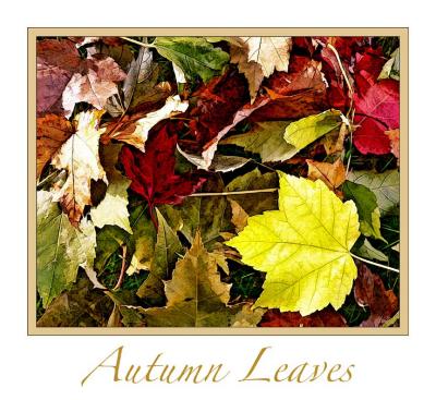 Autumn leaves