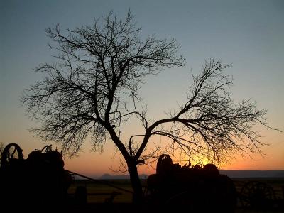 The antique tractors have seen many sunrises.