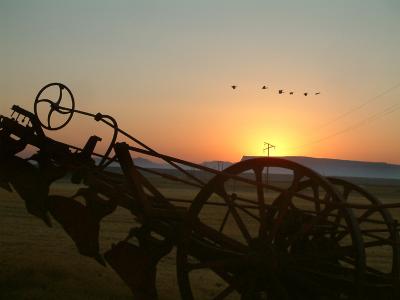 A flock of birds herolds the dawn.