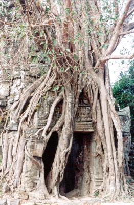 Tree at Ta Som