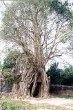 Fig Tree at the west entrance tower of Ta Som