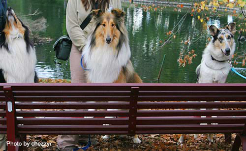 ebony and reilly (collie roughs) with rosie (collie smooth)