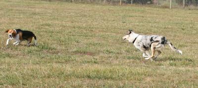 rosie chasing a beagle
