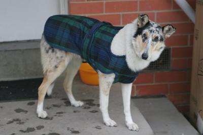 start of winter - Rosie in her new coat