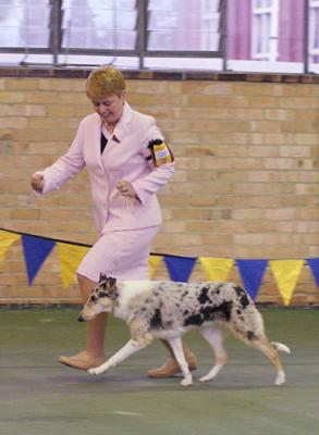 rosie at the collie club of vic championships - handled by Kate (Carluke Kennels)