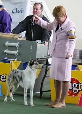 rosie at the collie club of vic championships - handled by Kate (Carluke Kennels)