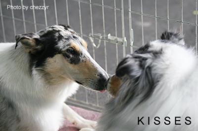 kisses - rosie and friend nova at the collie championships