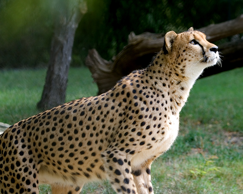 WaitingCheetah.jpg