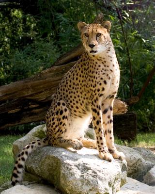 SittingCheetah.jpg