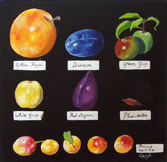 various plums_2264.JPG