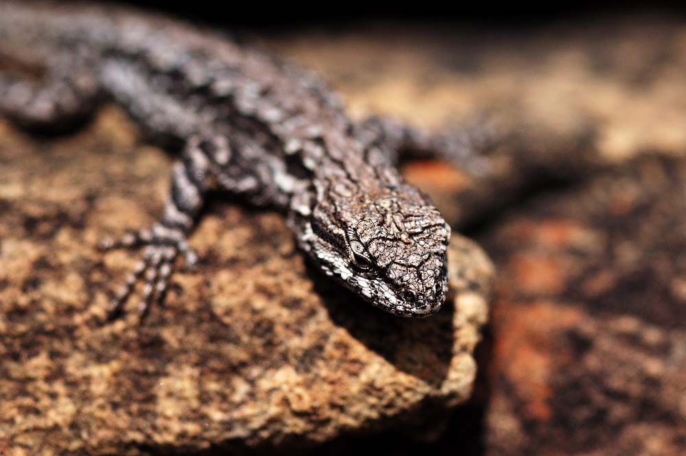 Urosaurus ornatus (ornate tree lizard), Eddy County, New Mexico