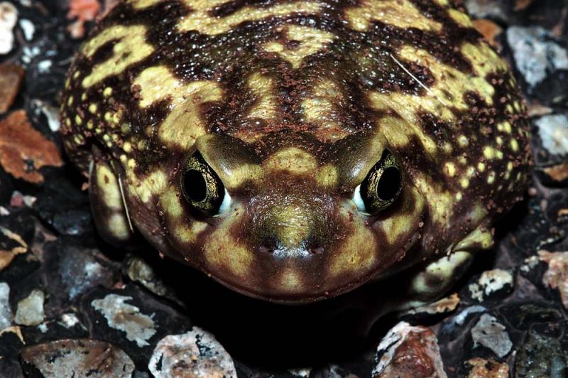 Female Scaphiopus couchii (Couchs spadefoot toad), DeBaca County, New Mexico