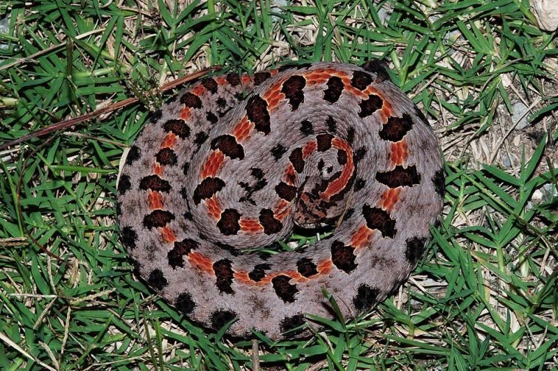 Sistrurus miliarius (western pigmy rattlesnake), Washington county, Arkansas