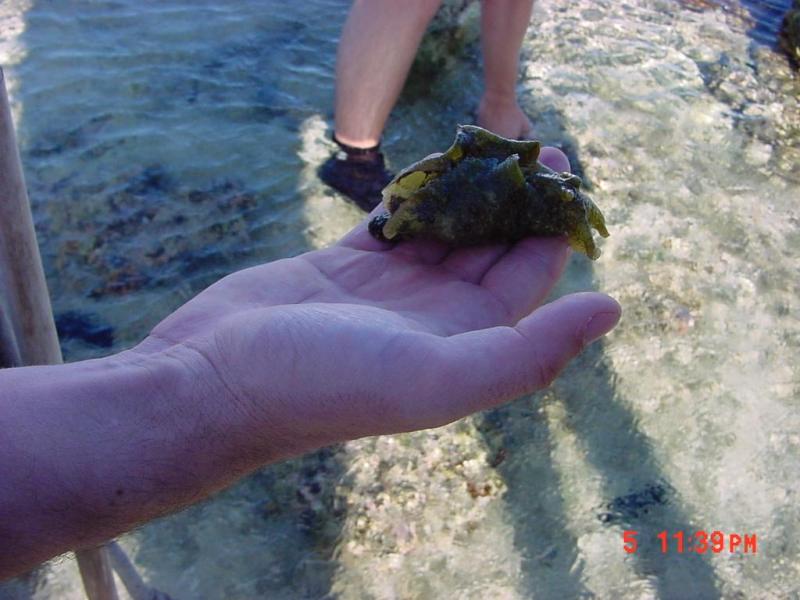 Aplesia, or sea hair.  Very common gastropod that squirts ink.  Squishy and fun to play with!