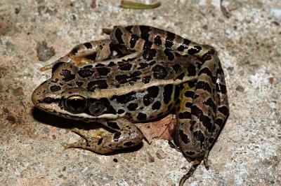 pickerel frog