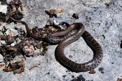 Coluber constrictor (yellowbelly racer juvenile), Boone county, Arkansas