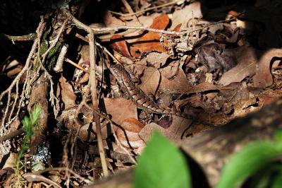Sceloporus undulatus (northern fence lizard), Washington county, Arkansas