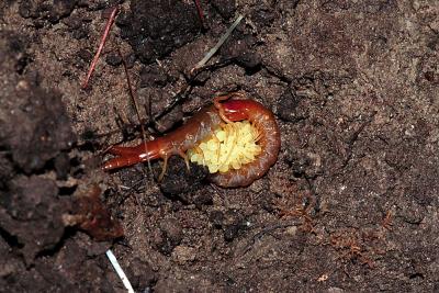centipede guarding eggs, Washington county, Arkansas