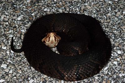 Agkistrodon piscivorous (Florida cottonmouth), Okeechobee county, Florida