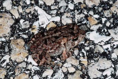 Bufo terrestris (juvenile southern toad), Okeechobee county, Florida