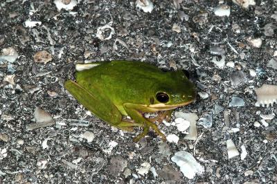 Hyla cinerea (green treefrog), Okeechobee county Florida