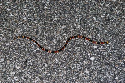 Micrurus fulvius (eastern coral snake), Okeechobee county, Florida