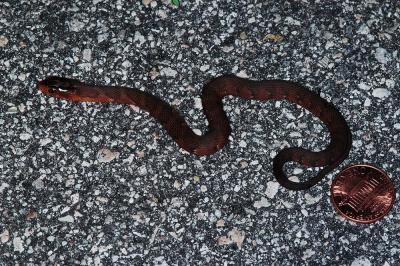Nerodia fasciata (Florida water snake), Okeechobee county, Florida