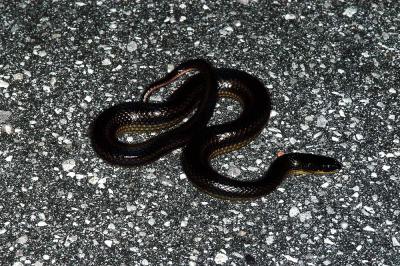 Regina alleni (striped crayfish snake), Levy county, Florida