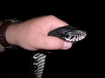 Head of the watersnake to show that it is not a cottonmouth.