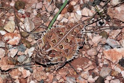 Phrynosoma cornutum (Texas horned lizard), DeBaca County, New Mexico