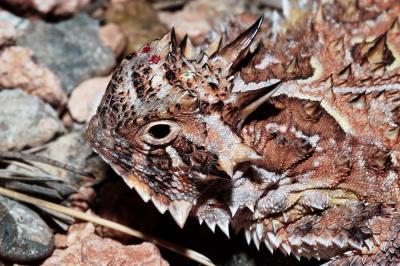 Texas horned lizard closeup