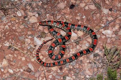 Rhinocheilus lecontei (Texas longnose snake), DeBaca County, New Mexico