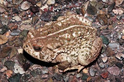 Bufo woodhousii (Woodhouse's toad), DeBaca County, New Mexico