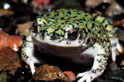 Bufo debilis (green toad), DeBaca County, New Mexico
