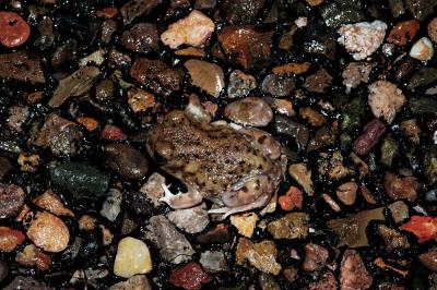 Male Scaphiopus couchii (Couch's spadefoot toad), DeBaca County, New Mexico