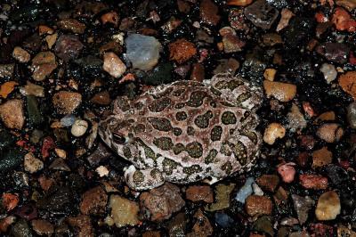 Bufo cognatus (great plains toad), DeBaca County, New Mexico